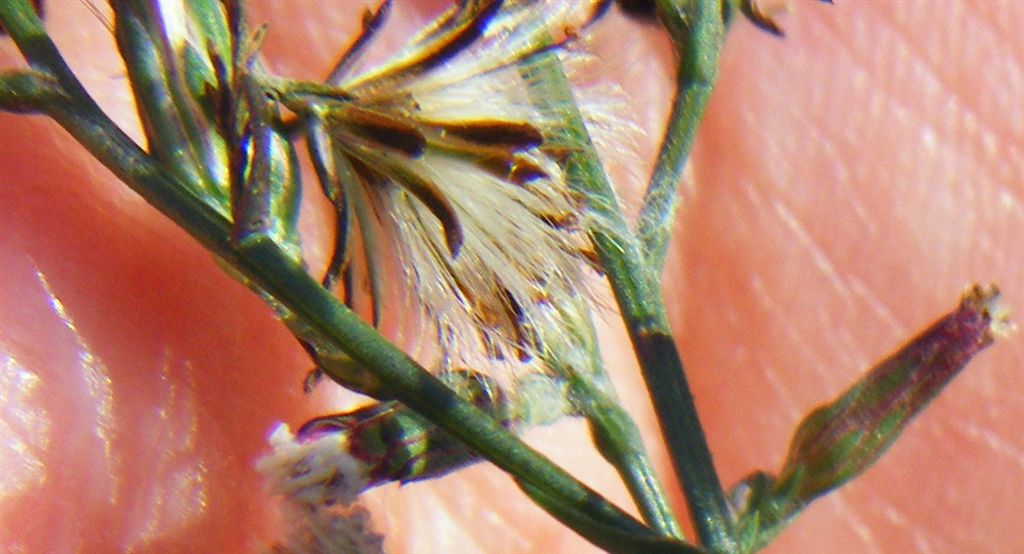 Symphyotrichum squamatum